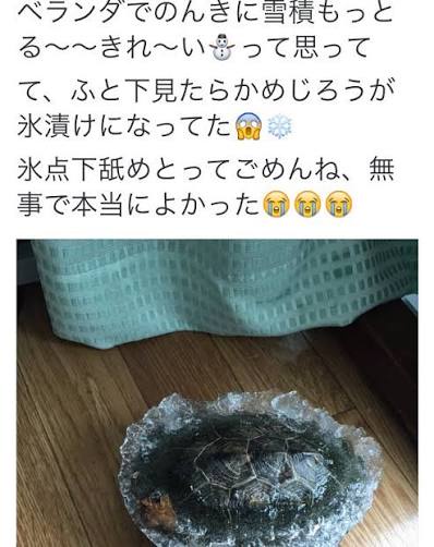 【悲報】ヤマト運輸さん、要冷蔵で送ったカブト虫を冷凍で届け殺してしまうwwwwwwwwwwwwwwwwwwwww | 【悲報】ヤマト運輸さん、要冷蔵で送ったカブト虫を冷凍で届け殺してしまうwwwwwwwwwwwwwwwwwwwww | 【悲報】ヤマト運輸さん、要冷蔵で送ったカブト虫を冷凍で届け殺してしまうwwwwwwwwwwwwwwwwwwwww | 【悲報】ヤマト運輸さん、要冷蔵で送ったカブト虫を冷凍で届け殺してしまうwwwwwwwwwwwwwwwwwwwww | やっちまった速報(30035532248253_4)