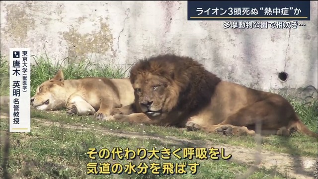 【悲報】多摩動物公園のライオン、猛暑で逝く | 【悲報】多摩動物公園のライオン、猛暑で逝く | 【悲報】多摩動物公園のライオン、猛暑で逝く | 【悲報】多摩動物公園のライオン、猛暑で逝く | 【悲報】多摩動物公園のライオン、猛暑で逝く | 【悲報】多摩動物公園のライオン、猛暑で逝く | 【悲報】多摩動物公園のライオン、猛暑で逝く | 【悲報】多摩動物公園のライオン、猛暑で逝く | 【悲報】多摩動物公園のライオン、猛暑で逝く | 【悲報】多摩動物公園のライオン、猛暑で逝く | やっちまった速報(04130324091280_10)