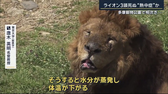 【悲報】多摩動物公園のライオン、猛暑で逝く | 【悲報】多摩動物公園のライオン、猛暑で逝く | 【悲報】多摩動物公園のライオン、猛暑で逝く | 【悲報】多摩動物公園のライオン、猛暑で逝く | 【悲報】多摩動物公園のライオン、猛暑で逝く | 【悲報】多摩動物公園のライオン、猛暑で逝く | 【悲報】多摩動物公園のライオン、猛暑で逝く | 【悲報】多摩動物公園のライオン、猛暑で逝く | 【悲報】多摩動物公園のライオン、猛暑で逝く | 【悲報】多摩動物公園のライオン、猛暑で逝く | 【悲報】多摩動物公園のライオン、猛暑で逝く | やっちまった速報(04130324395600_11)