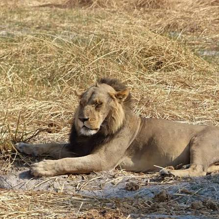 【悲報】多摩動物公園のライオン、猛暑で逝く | 【悲報】多摩動物公園のライオン、猛暑で逝く | 【悲報】多摩動物公園のライオン、猛暑で逝く | 【悲報】多摩動物公園のライオン、猛暑で逝く | 【悲報】多摩動物公園のライオン、猛暑で逝く | 【悲報】多摩動物公園のライオン、猛暑で逝く | 【悲報】多摩動物公園のライオン、猛暑で逝く | 【悲報】多摩動物公園のライオン、猛暑で逝く | やっちまった速報(04130323341958_8)