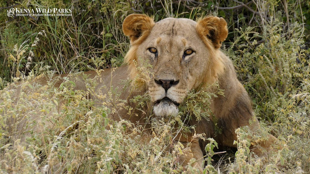 【悲報】多摩動物公園のライオン、猛暑で逝く | 【悲報】多摩動物公園のライオン、猛暑で逝く | 【悲報】多摩動物公園のライオン、猛暑で逝く | 【悲報】多摩動物公園のライオン、猛暑で逝く | 【悲報】多摩動物公園のライオン、猛暑で逝く | 【悲報】多摩動物公園のライオン、猛暑で逝く | 【悲報】多摩動物公園のライオン、猛暑で逝く | 【悲報】多摩動物公園のライオン、猛暑で逝く | 【悲報】多摩動物公園のライオン、猛暑で逝く | やっちまった速報(04130323767975_9)
